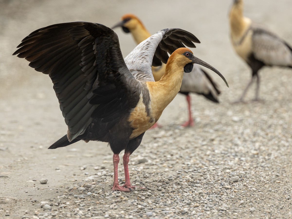 カオグロトキ - ML644295388