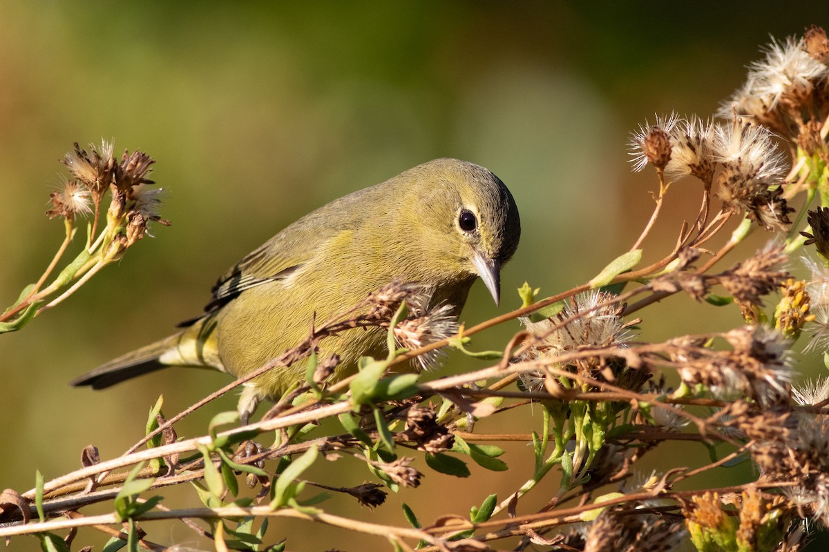 サメズアカアメリカムシクイ - ML644295389