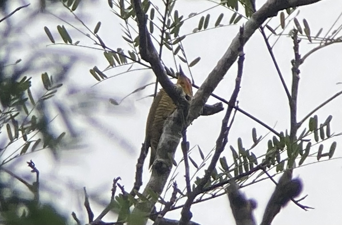 モリゲラ - ML644295391