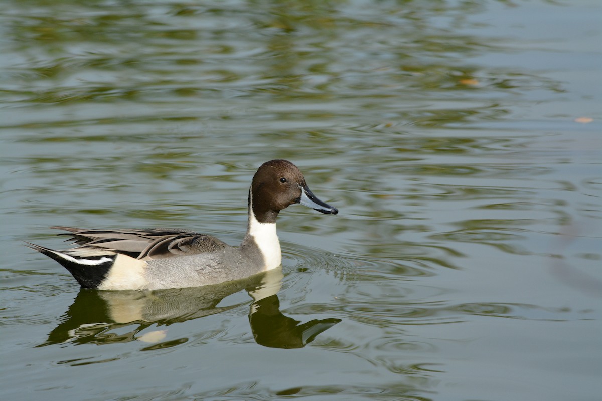 オナガガモ - ML644295392