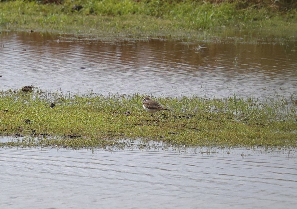 フタオビチドリ - ML644295393