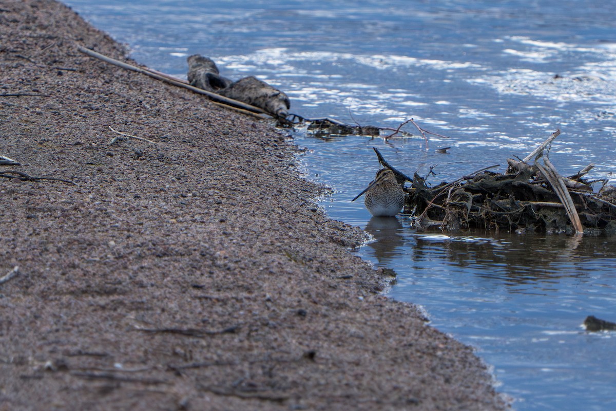 Wilson Suçulluğu - ML644295394