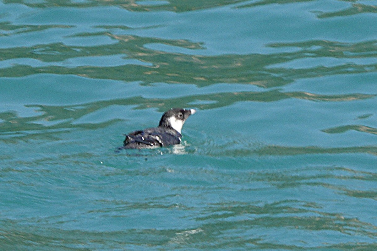 ウミスズメ - ML644295395