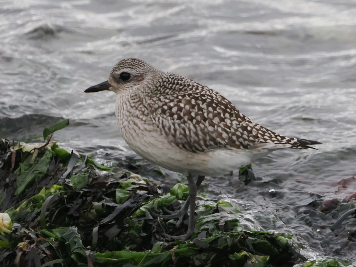 ダイゼン - ML644295396