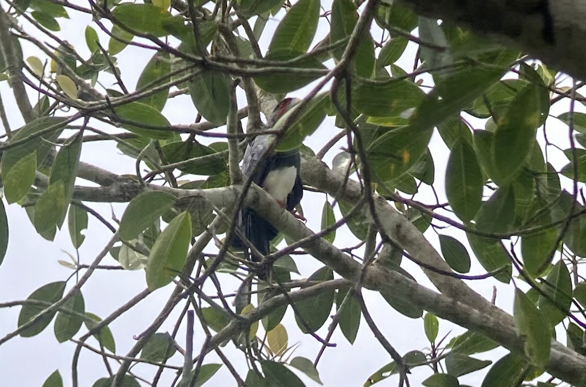 アカノドカラカラ - ML644295398