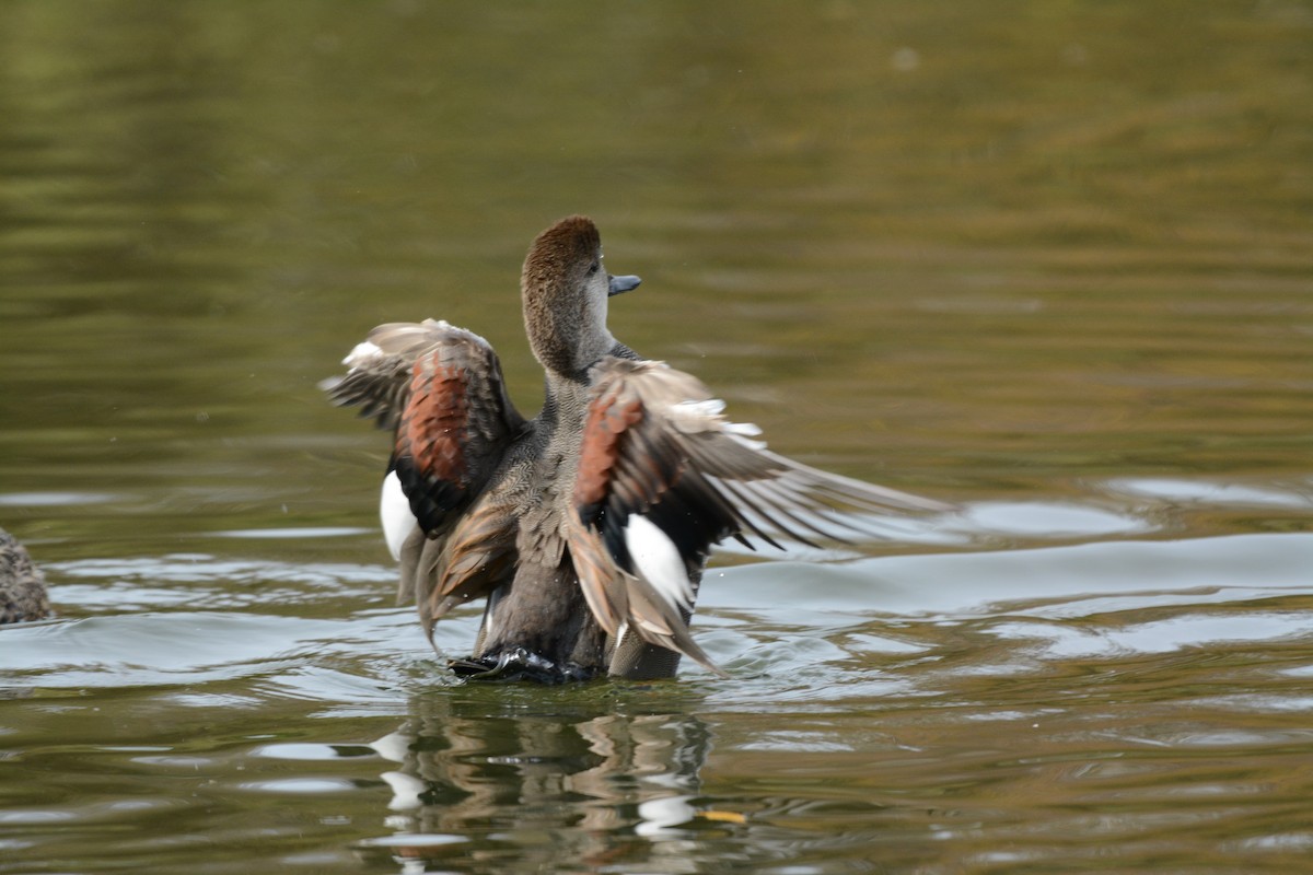 オカヨシガモ - ML644295399