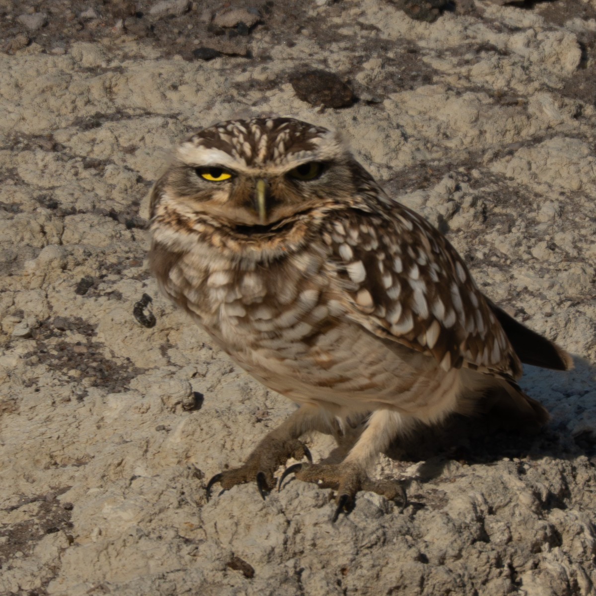 アナホリフクロウ - ML644295400