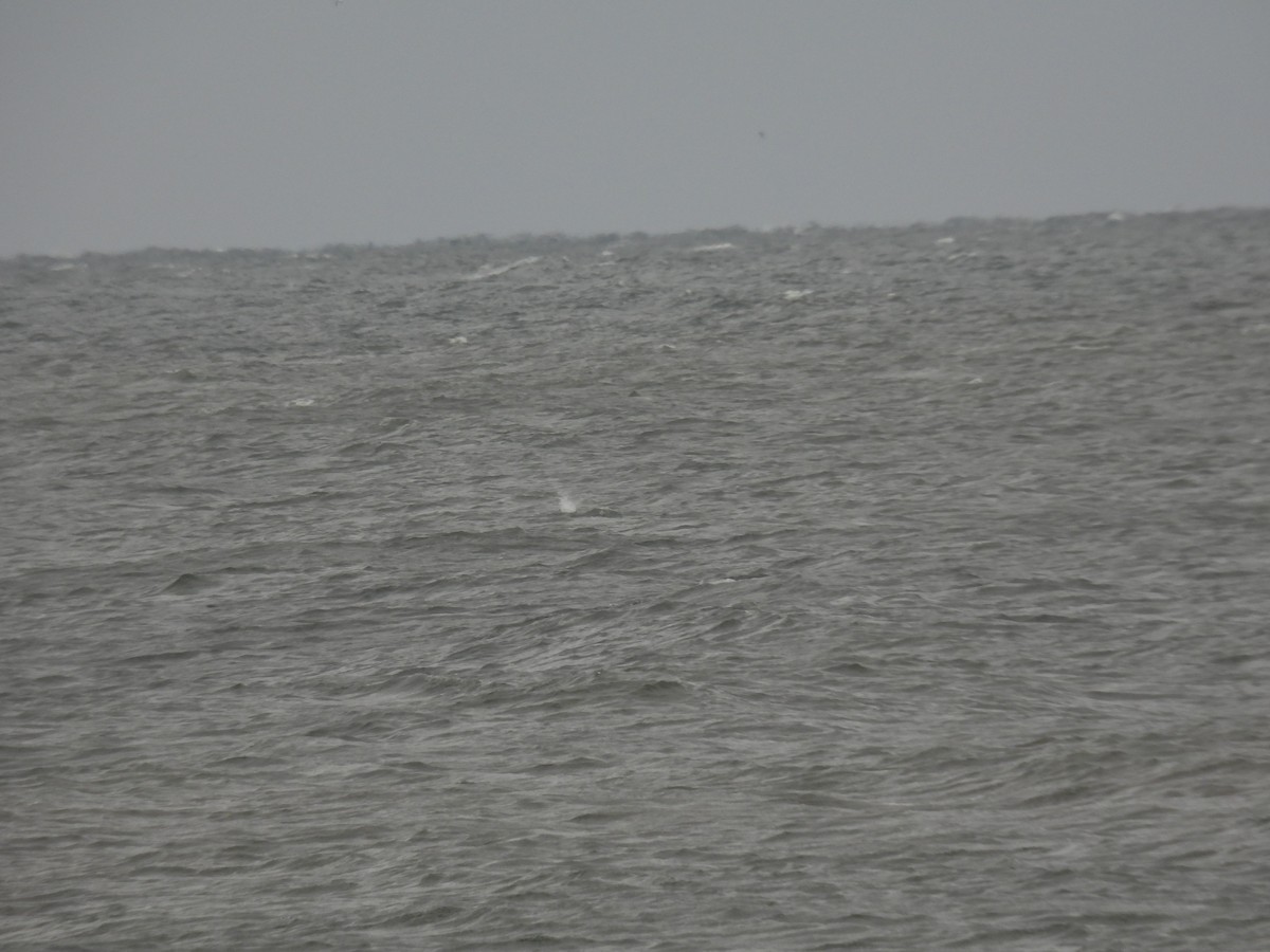 havsule - ML644295408