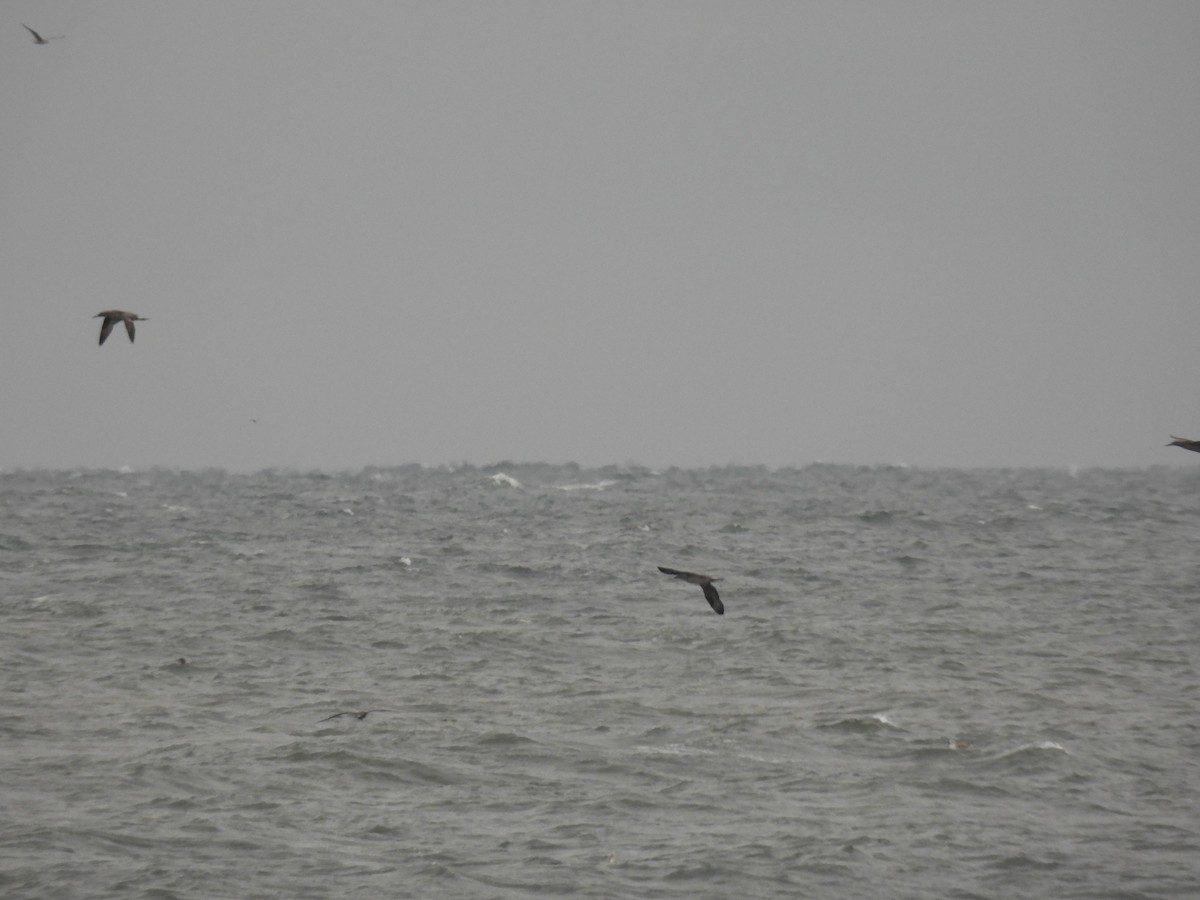 havsule - ML644295409