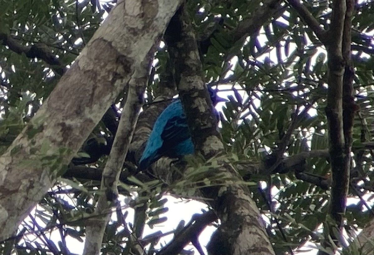 Blue Cotinga - ML644295411