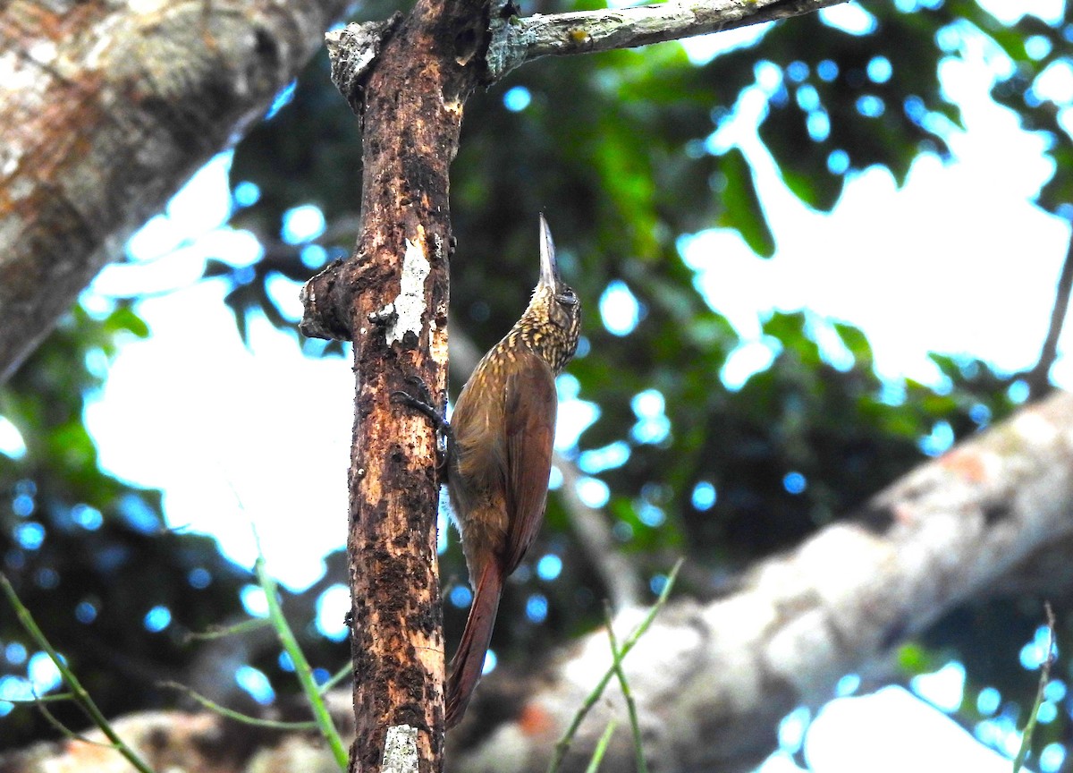 Cocoa Woodcreeper - ML644295413
