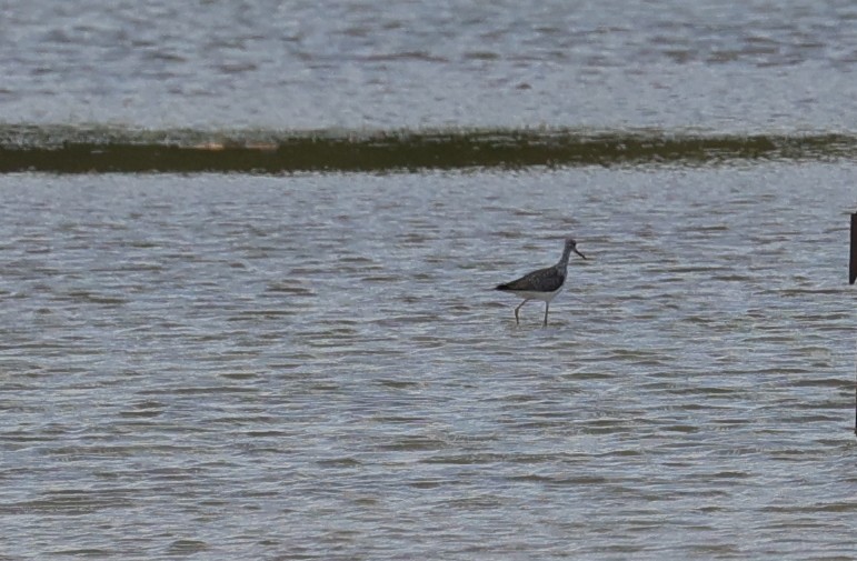 Lesser/Greater Yellowlegs - ML644295420
