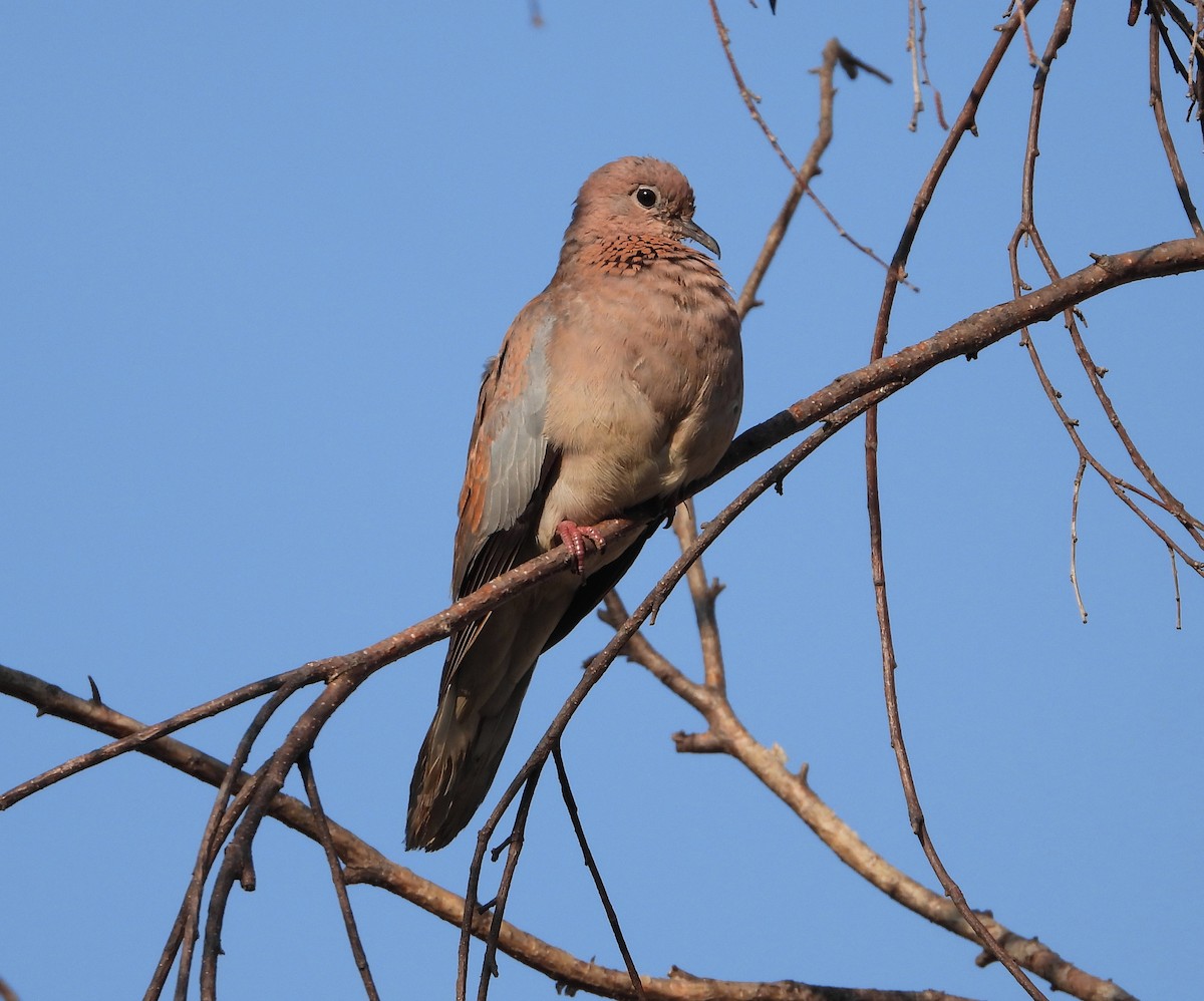 Tortora delle palme - ML644295422