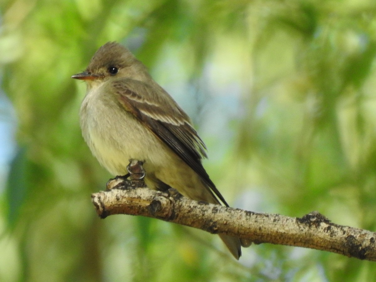 Western Wood-Pewee - ML644295423