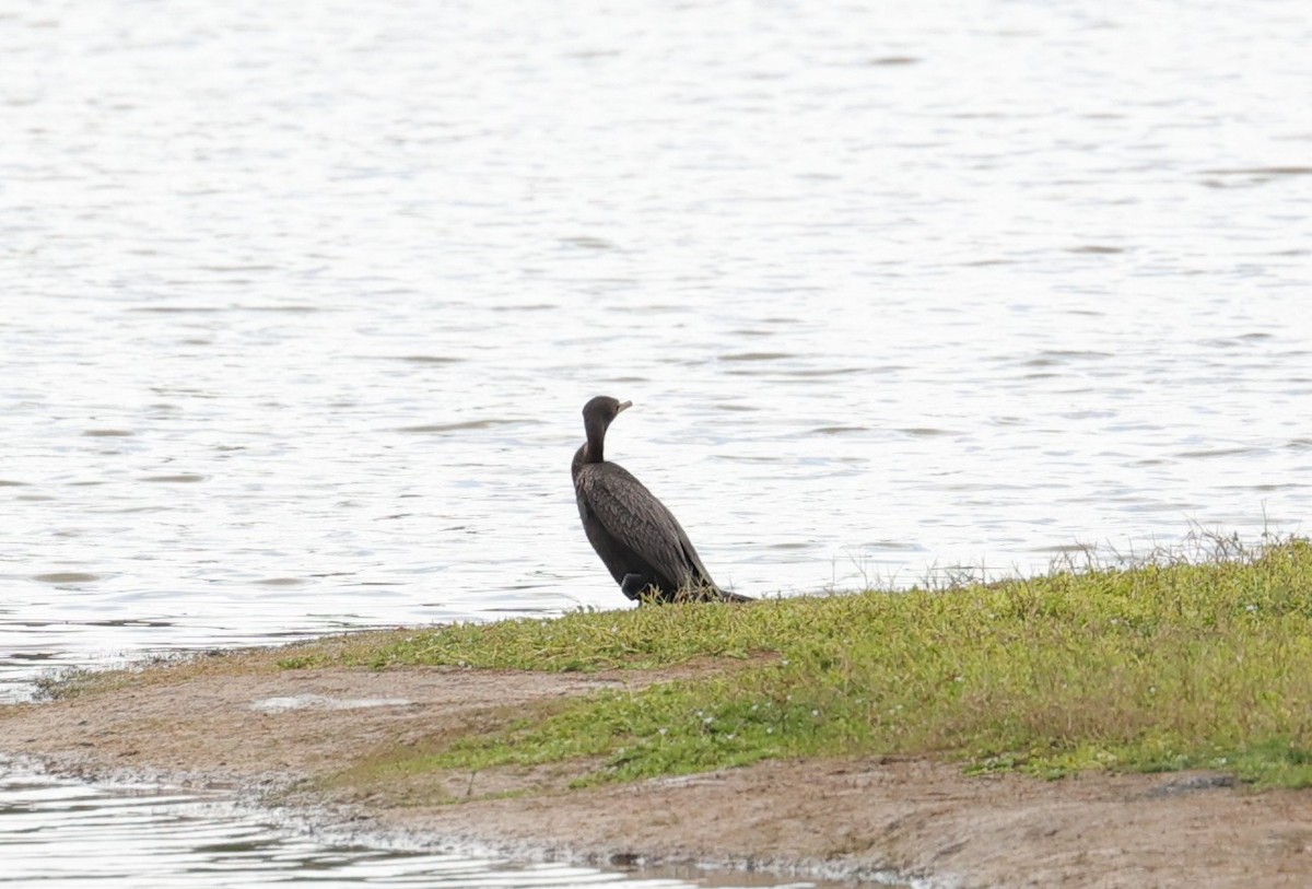 Neotropic Cormorant - ML644295429