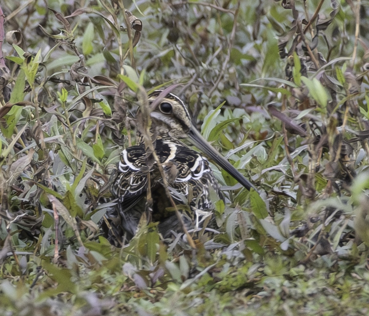 Wilson Suçulluğu - ML644295433