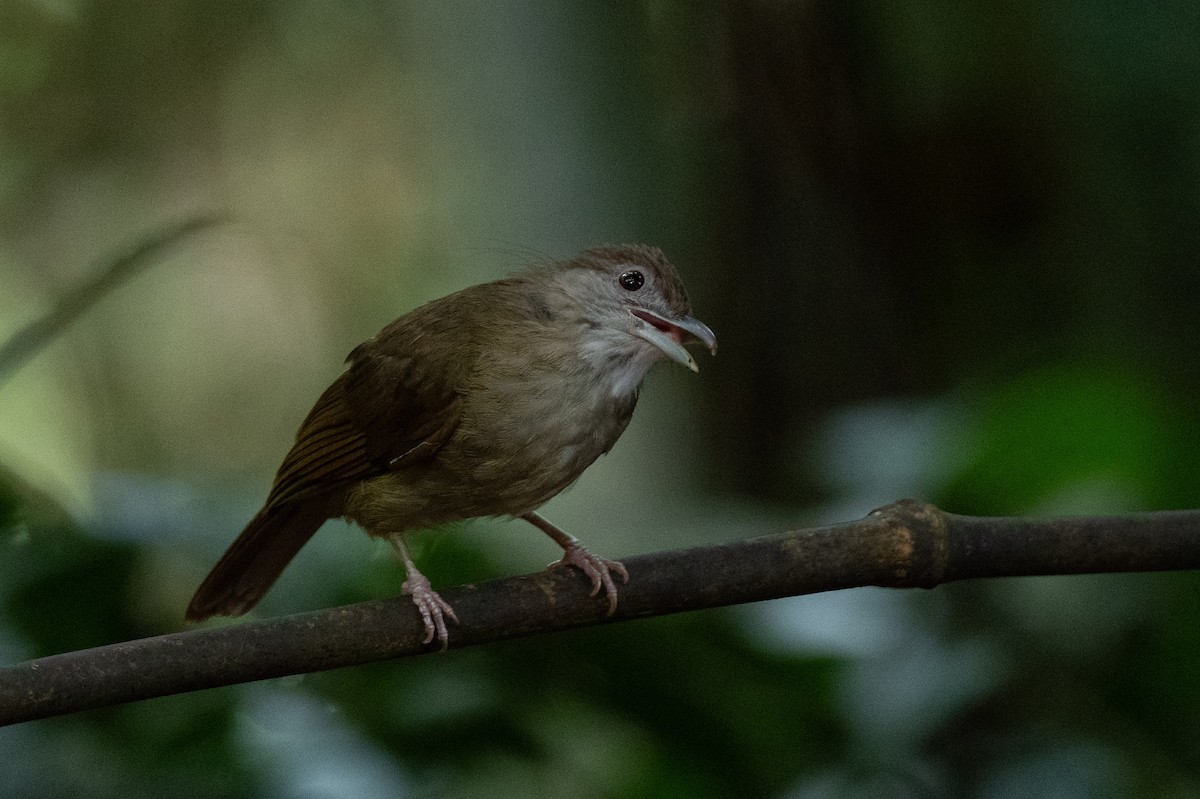 Grauwangenbülbül - ML644295434