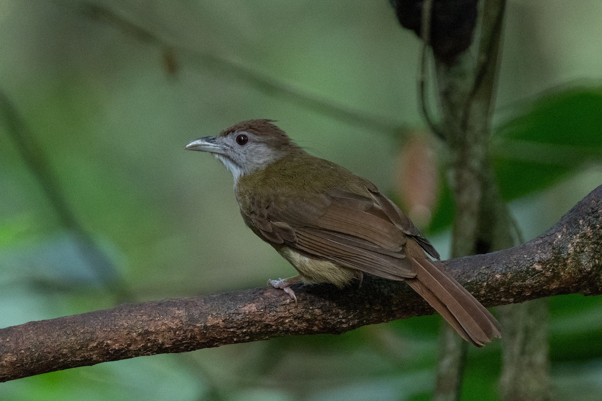 Grauwangenbülbül - ML644295436