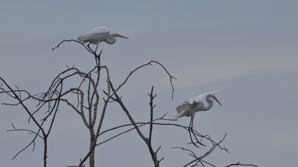 Koartza zuria - ML644295438