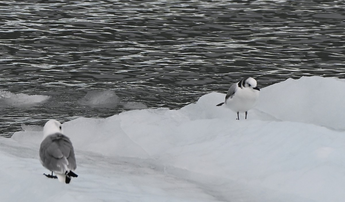 Black-legged Kittiwake - ML644295442