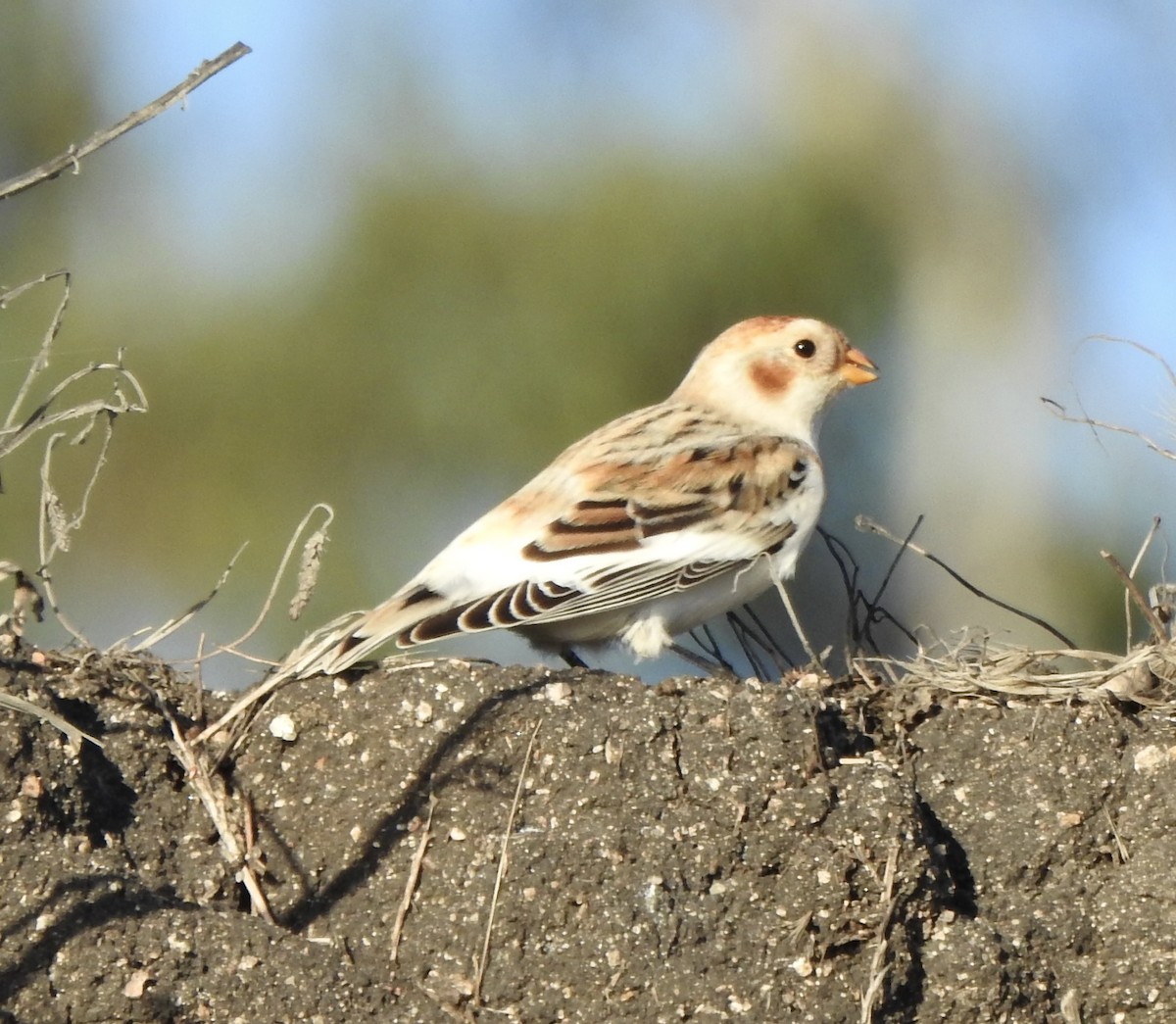Snow Bunting - ML644295451