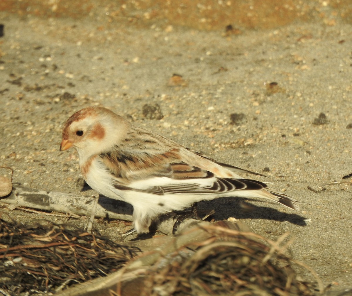 Snow Bunting - ML644295454