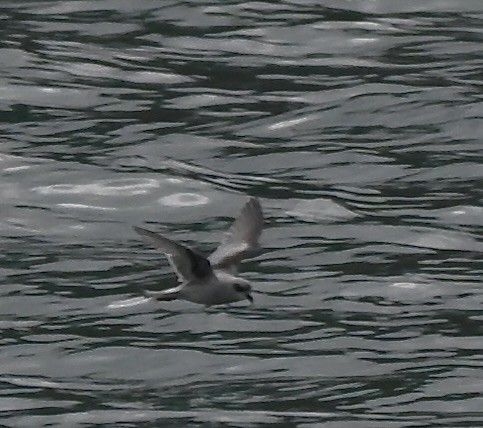 Fork-tailed Storm-Petrel - ML644295468