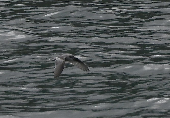 Fork-tailed Storm-Petrel - ML644295469