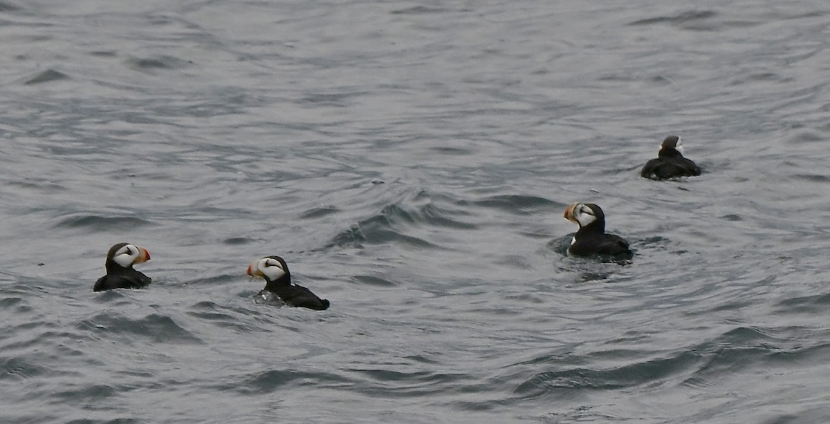 Іпатка тихоокеанська - ML644295475