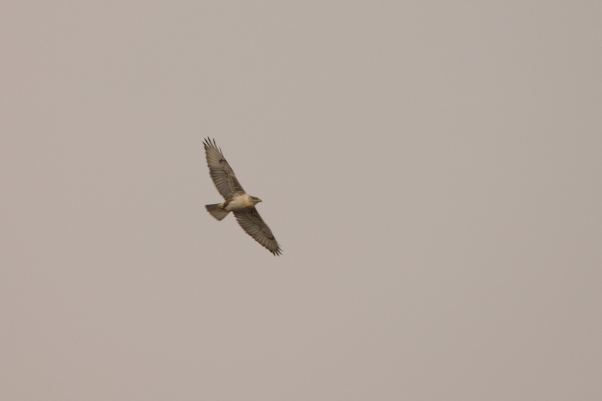 Ferruginous Hawk - ML644295478