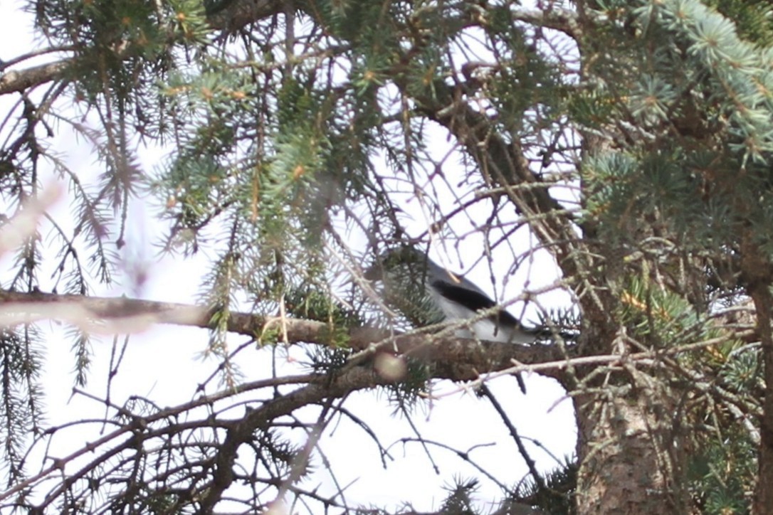 Alcaudón Boreal - ML644295484