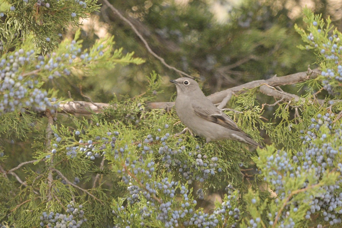Townsend's Solitaire - ML644295495