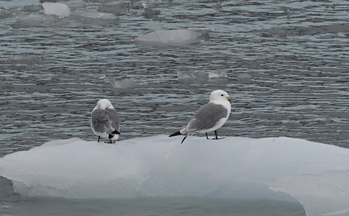Black-legged Kittiwake - ML644295496