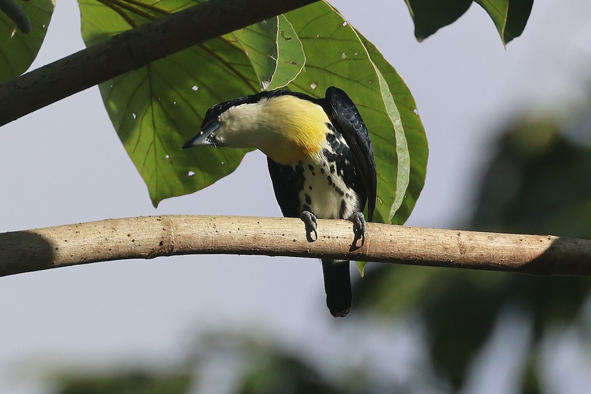 Spot-crowned Barbet - ML644295504
