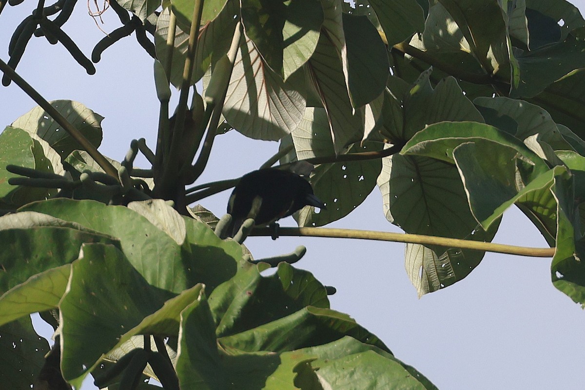 Spot-crowned Barbet - ML644295505