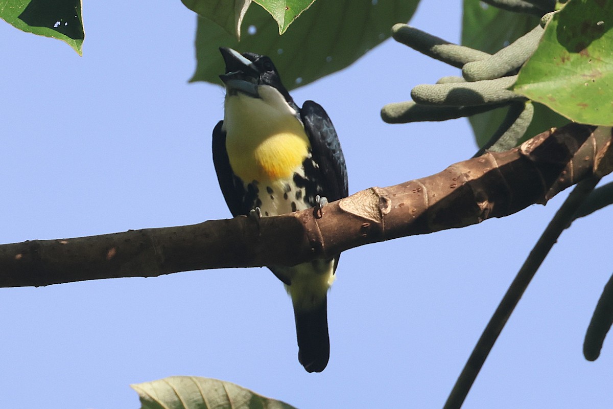 Spot-crowned Barbet - ML644295507