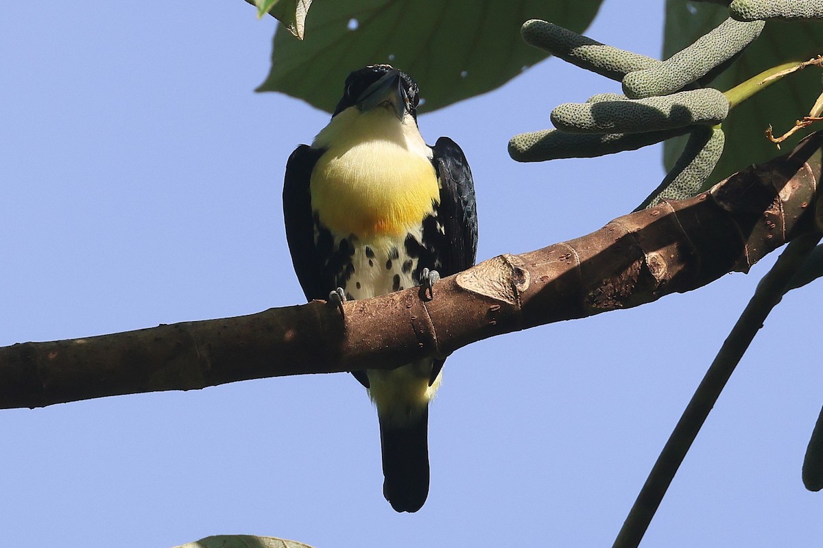 Spot-crowned Barbet - ML644295508