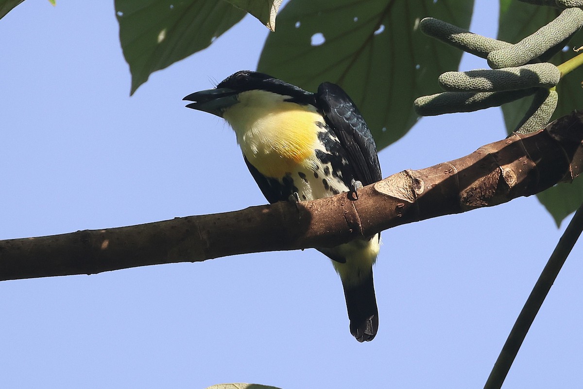 Spot-crowned Barbet - ML644295509
