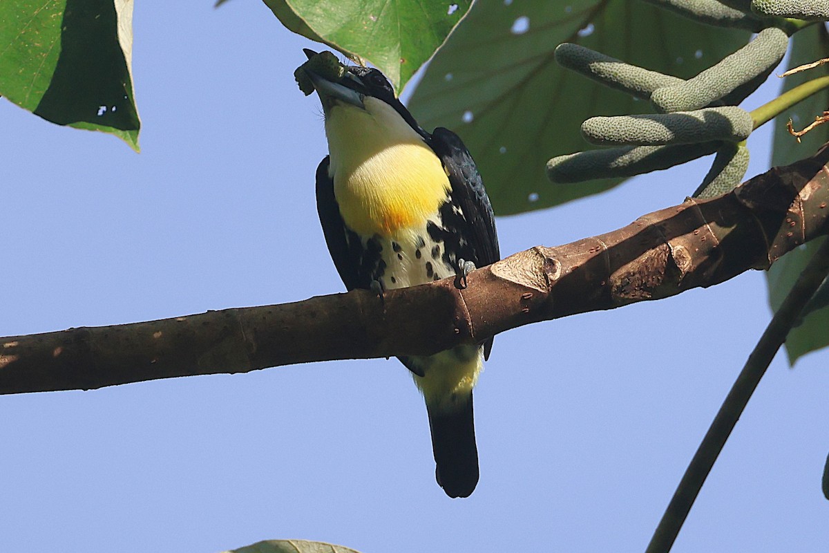 Spot-crowned Barbet - ML644295510