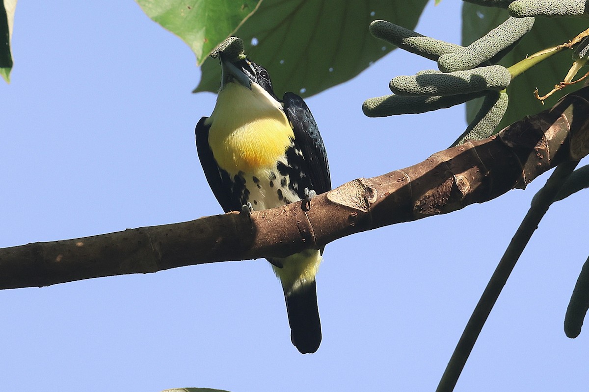 Spot-crowned Barbet - ML644295511