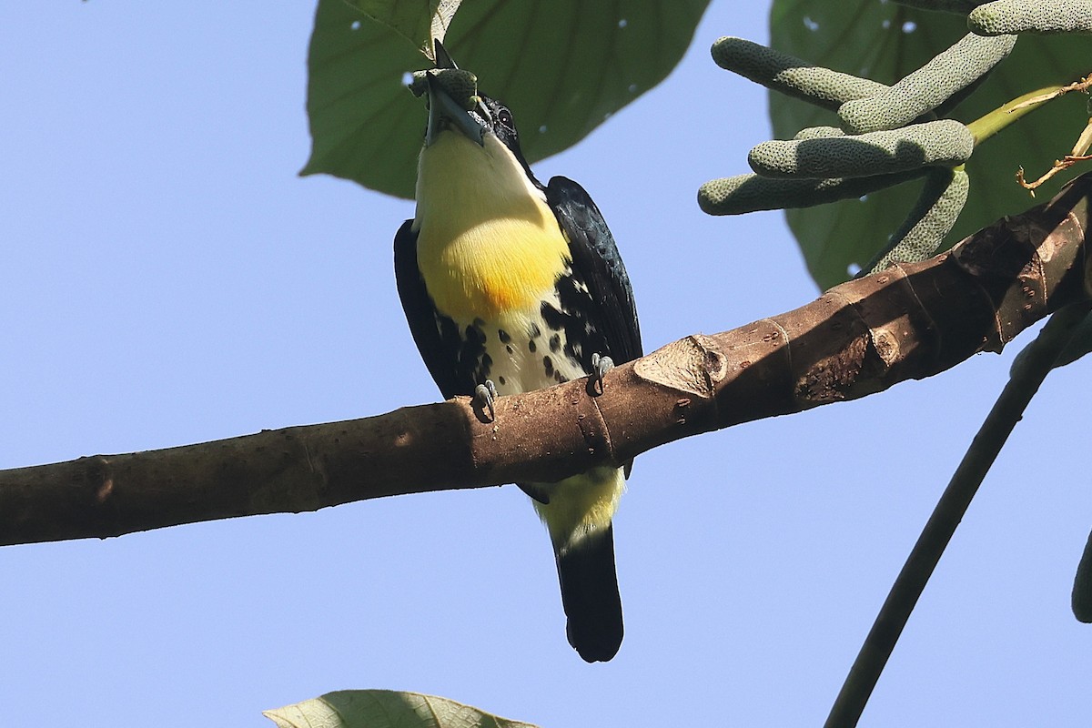 Spot-crowned Barbet - ML644295512