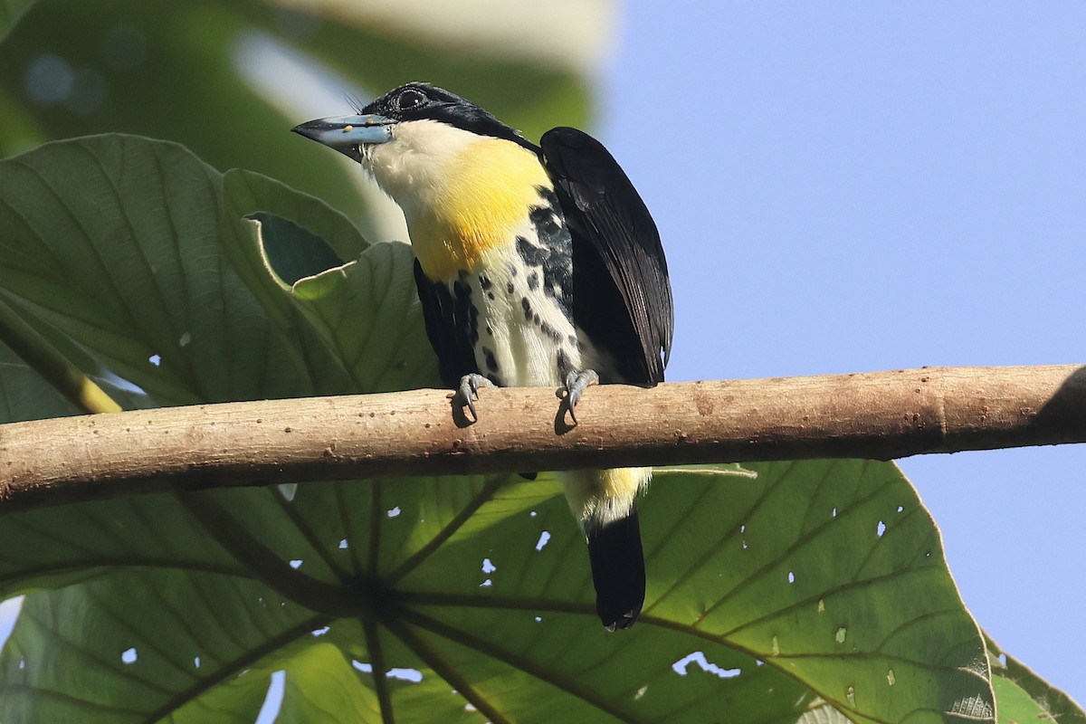 Spot-crowned Barbet - ML644295513
