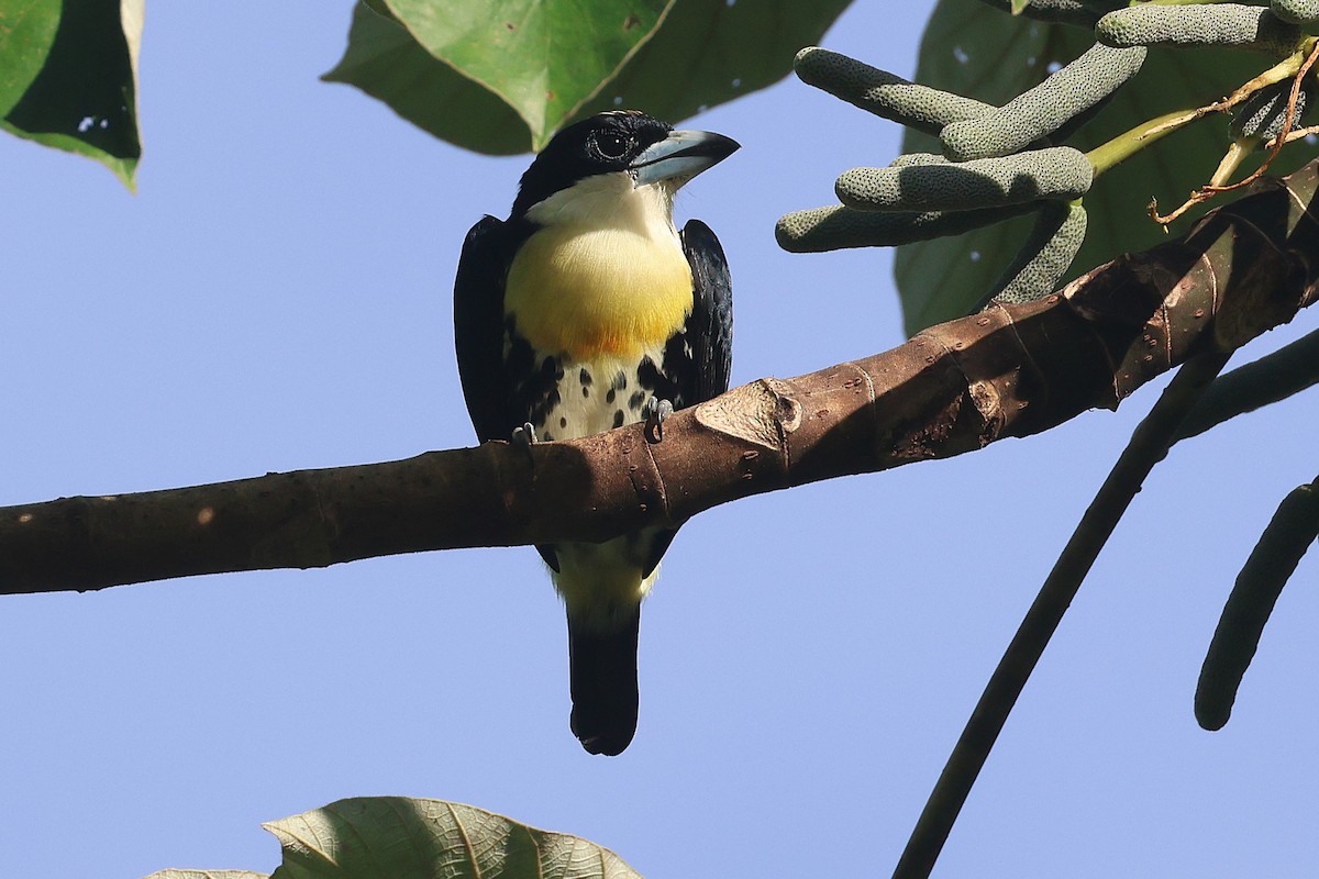 Spot-crowned Barbet - ML644295514