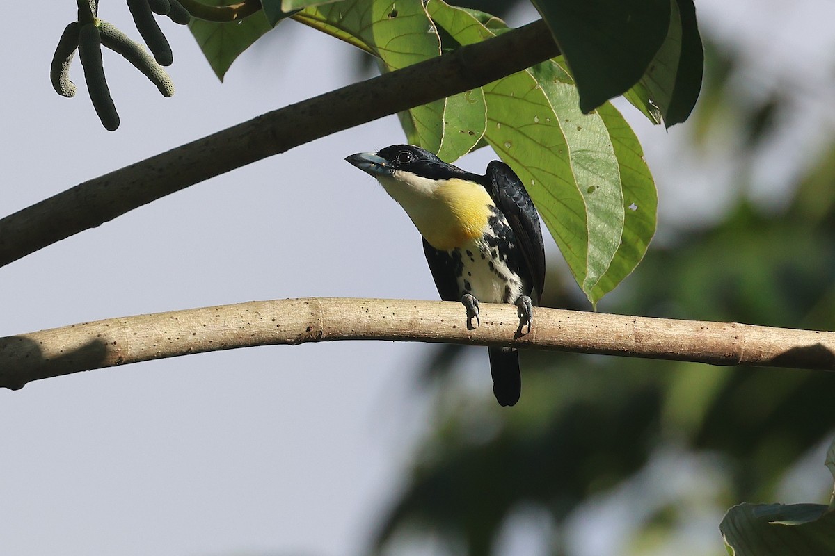 Spot-crowned Barbet - ML644295515