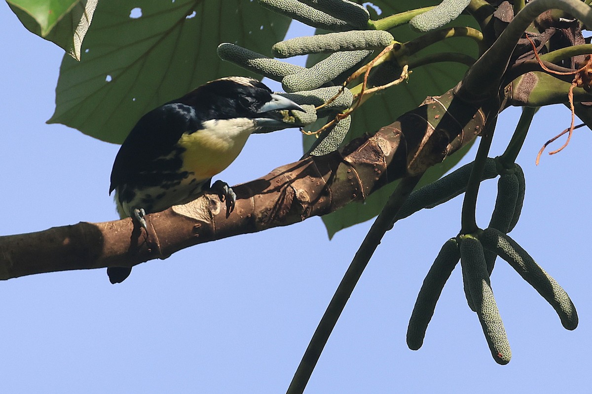 Spot-crowned Barbet - ML644295516