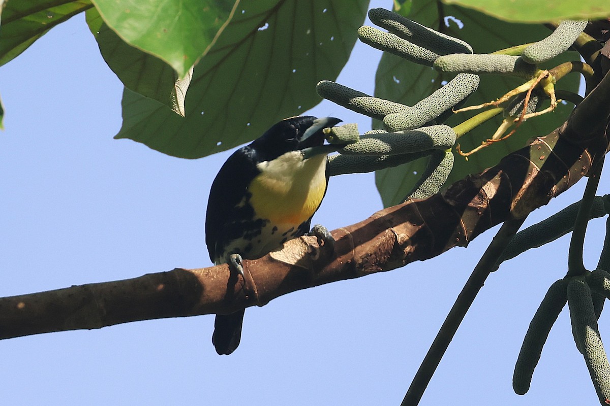 Spot-crowned Barbet - ML644295517