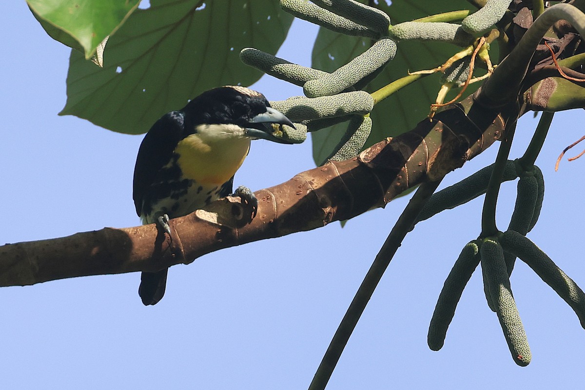 Spot-crowned Barbet - ML644295518