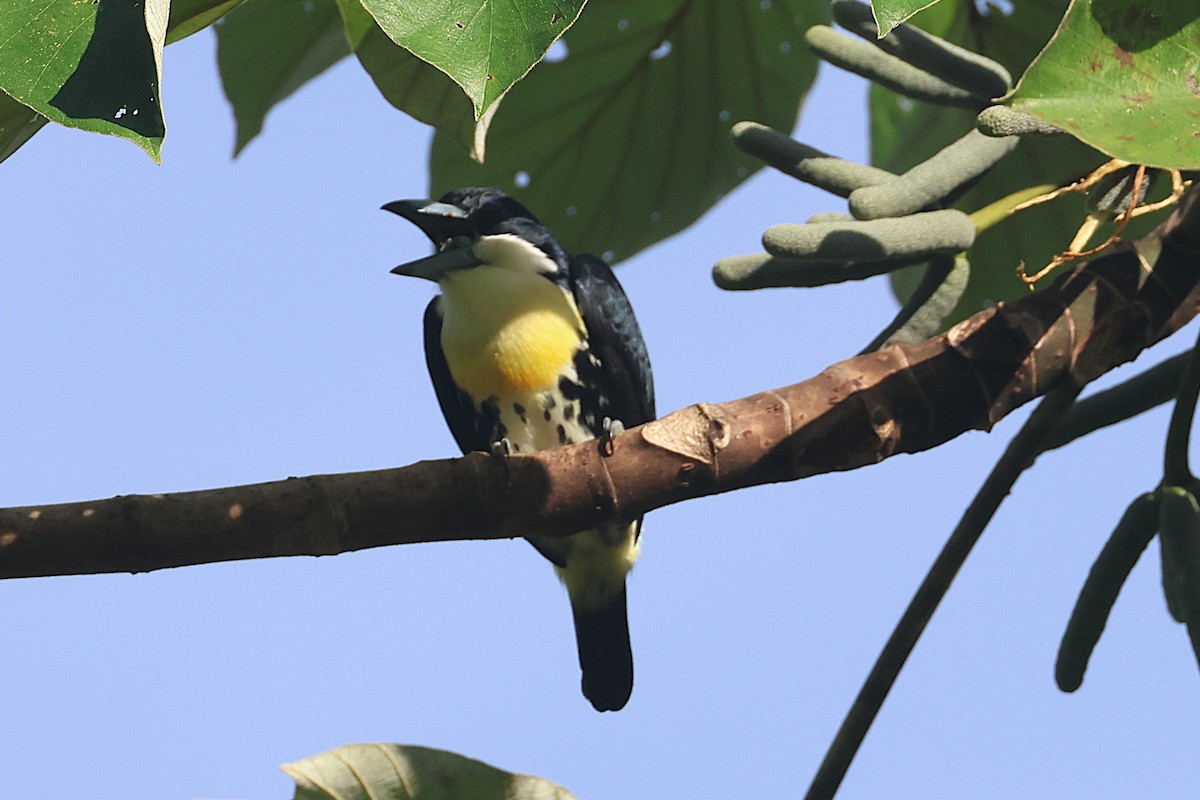 Spot-crowned Barbet - ML644295519