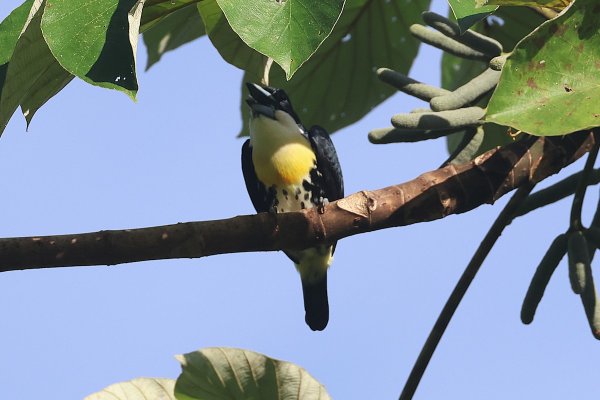 Spot-crowned Barbet - ML644295520