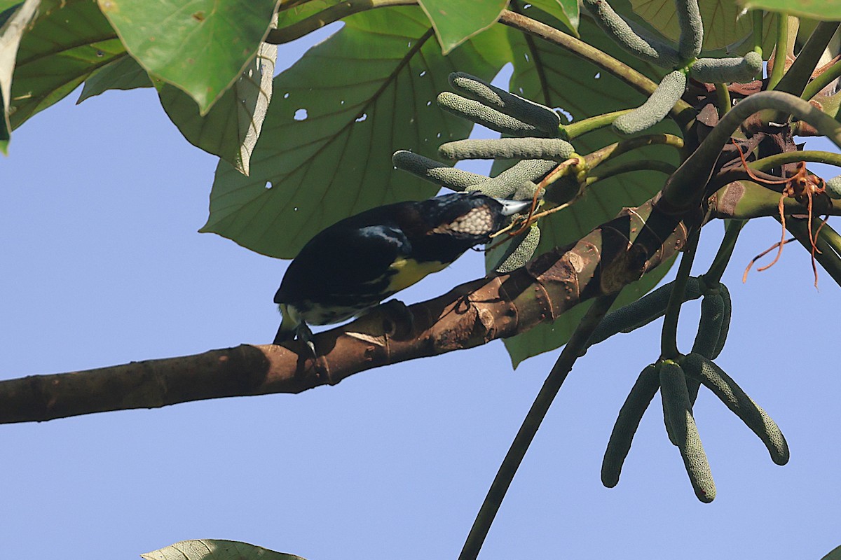 Spot-crowned Barbet - ML644295521